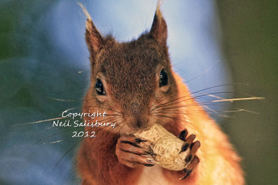 Red Squirrel Photography at Betty Fold Hawkshead Hill in Cumbria